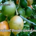 Khasiat Buah Gandaria Bagi Kesehatan