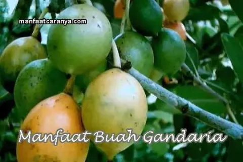 Khasiat Buah Gandaria Bagi Kesehatan