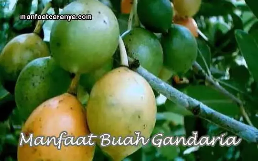 Khasiat Buah Gandaria Bagi Kesehatan