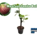 Khasiat Buah Jambu Bol Bagi Kesehatan Tubuh