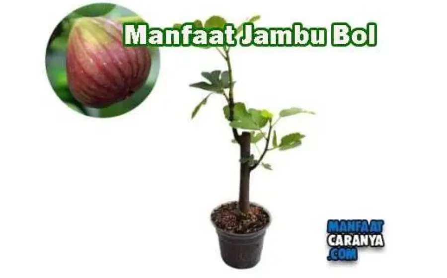 Khasiat Buah Jambu Bol Bagi Kesehatan Tubuh