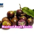 Khasiat Buah Kenitu Bagi Kesehatan