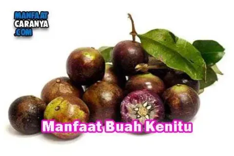 Khasiat Buah Kenitu Bagi Kesehatan