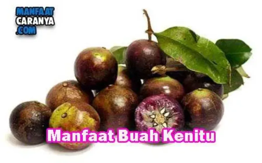 Khasiat Buah Kenitu Bagi Kesehatan