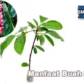 Manfaat Buah Buni Bagi Kesehatan