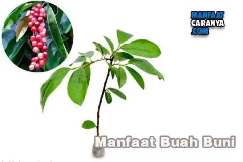 Manfaat Buah Buni Bagi Kesehatan