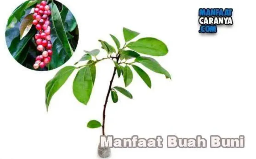 Manfaat Buah Buni Bagi Kesehatan