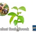 Manfaat Buah Gowok Bagi Kesehatan Tubuh