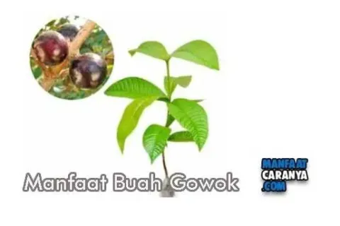 Manfaat Buah Gowok Bagi Kesehatan Tubuh