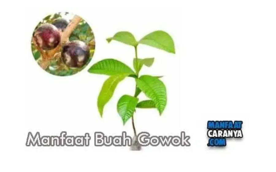 Manfaat Buah Gowok Bagi Kesehatan Tubuh