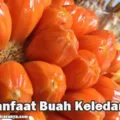 Manfaat Buah Keledang Bagi Tubuh