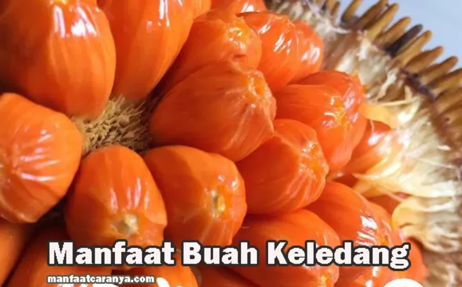 Manfaat Buah Keledang Bagi Tubuh