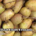 Manfaat Buah Kemang Untuk Kesehatan