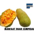 Manfaat Dan Khasiat Buah Cempedak
