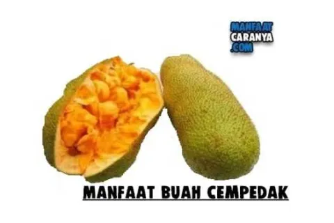 Manfaat Dan Khasiat Buah Cempedak