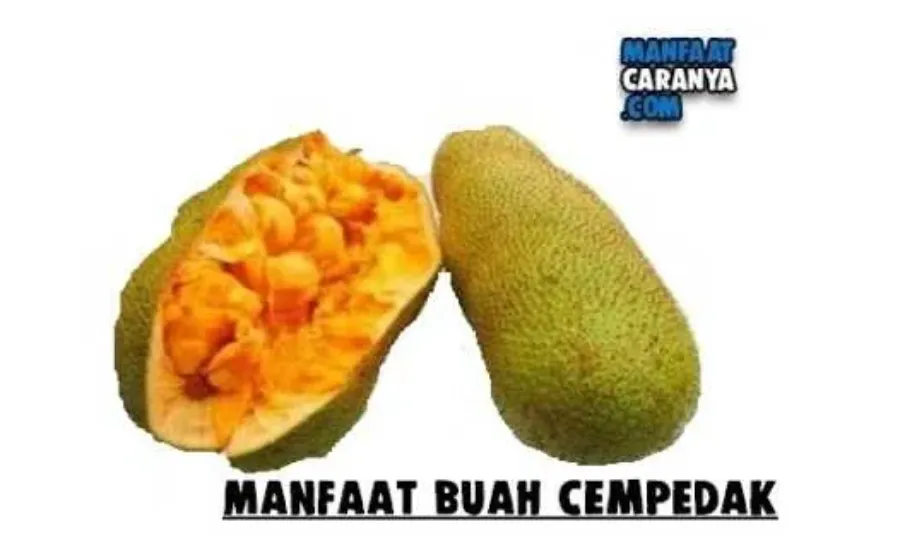 Manfaat Dan Khasiat Buah Cempedak