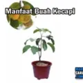 Manfaat Dan Khasiat Buah Kecapi Bagi Tubuh