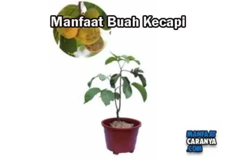Manfaat Dan Khasiat Buah Kecapi Bagi Tubuh