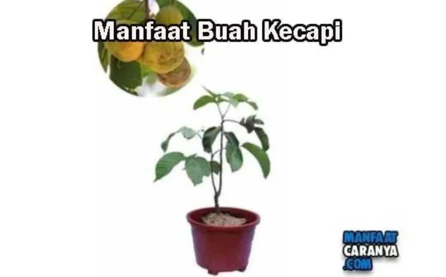 Manfaat Dan Khasiat Buah Kecapi Bagi Tubuh