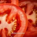 23 Manfaat Tomat dan Kandunganya, Khasiat Buah Sayur yang Terlupakan