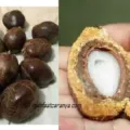 9 Manfaat Buah Zuriat dan Kandungannya
