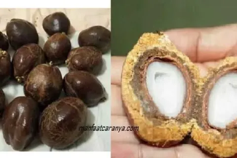 9 Manfaat Buah Zuriat dan Kandungannya