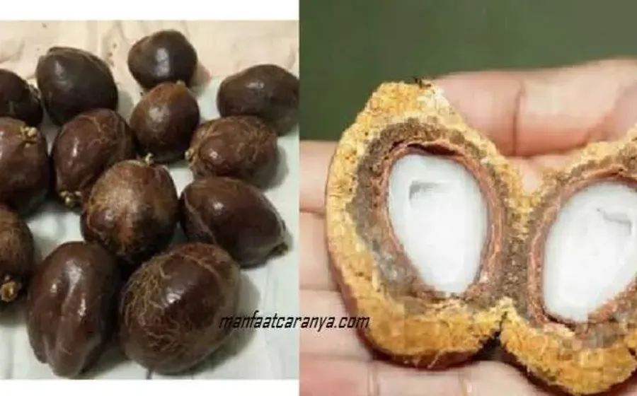 9 Manfaat Buah Zuriat dan Kandungannya