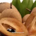 Aneka Manfaat Sawo mulai Kesehatan hingga Kecantikan