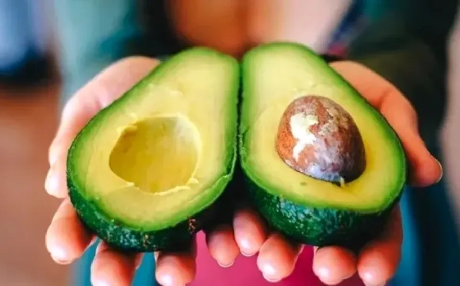 Harga Alpukat Per Kg Terbaru Bulan Ini