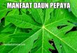 13 Manfaat Daun Pepaya, dari Pengontrol Tekanan Darah hingga Kecantikan