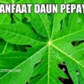 13 Manfaat Daun Pepaya, dari Pengontrol Tekanan Darah hingga Kecantikan