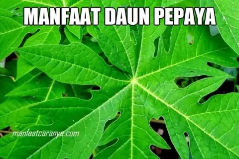 13 Manfaat Daun Pepaya, dari Pengontrol Tekanan Darah hingga Kecantikan