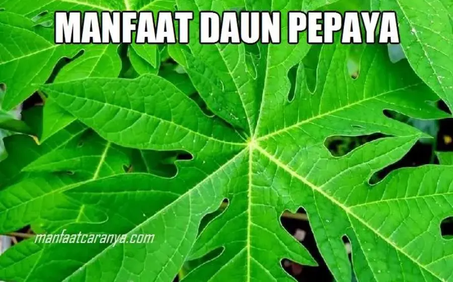 13 Manfaat Daun Pepaya, dari Pengontrol Tekanan Darah hingga Kecantikan