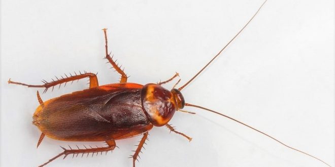 Cara Membasmi Kecoa dari Rumah Dengan Mudah