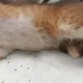 Cara Membasmi Kutu Kucing Membandel