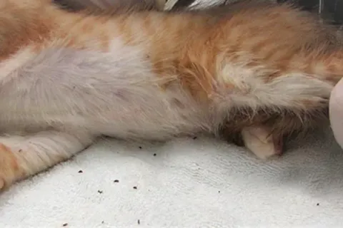 Cara Membasmi Kutu Kucing Membandel