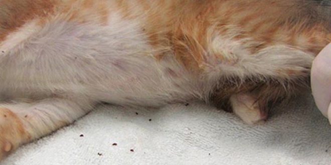 Cara Membasmi Kutu Kucing Membandel