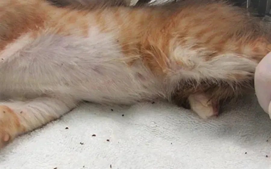 Cara Membasmi Kutu Kucing Membandel