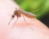 Cara Mengusir Nyamuk dari Rumah dengan Mudah dan Alami