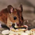 Cara Mengusir Tikus