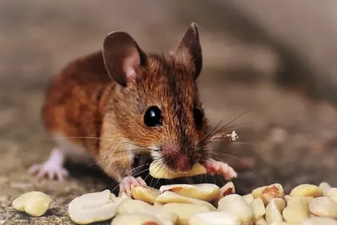 Cara Mengusir Tikus