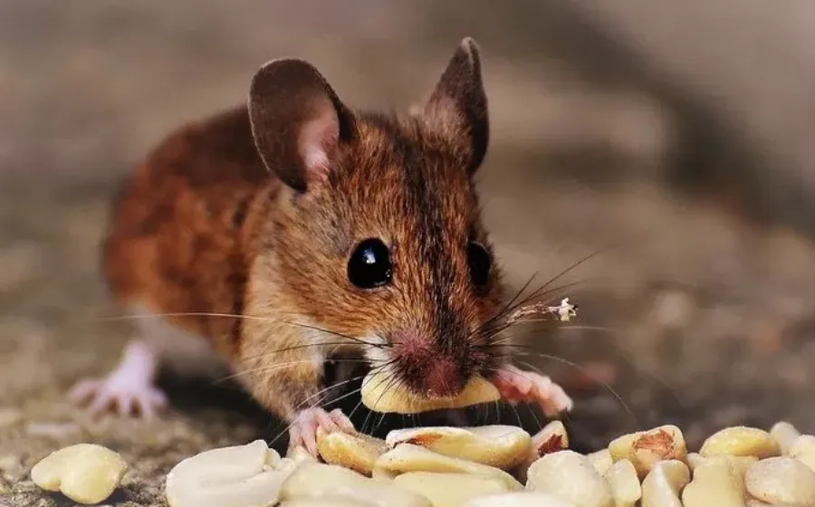 Cara Mengusir Tikus
