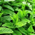 Khasiat Manfaat Daun Mint untuk Kesehatan
