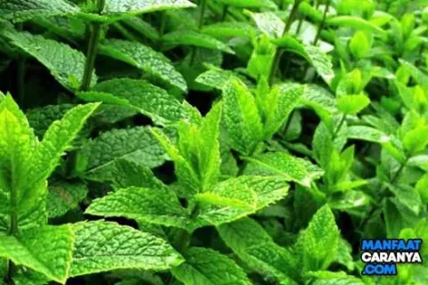 Khasiat Manfaat Daun Mint untuk Kesehatan