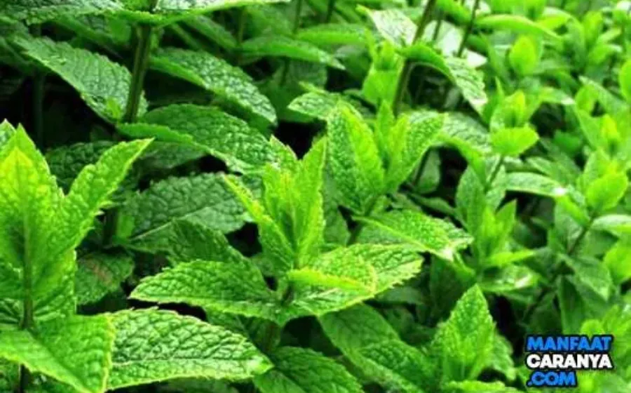 Khasiat Manfaat Daun Mint untuk Kesehatan