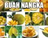 Manfaat Buah Nangka Jackfruit yang Manis dan Harum