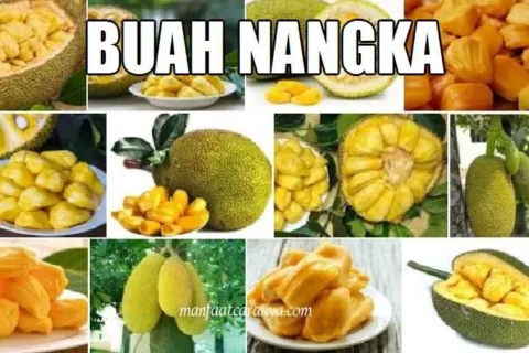 Manfaat Buah Nangka dan Bijinya
