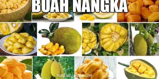 Manfaat Buah Nangka dan Bijinya
