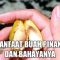 Manfaat Buah Pinang dan Bahayanya