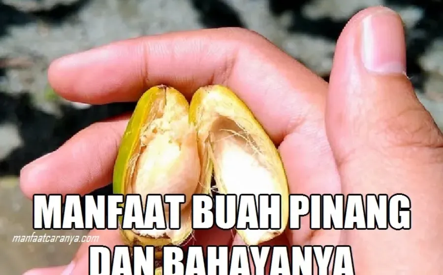 Manfaat Buah Pinang dan Bahayanya